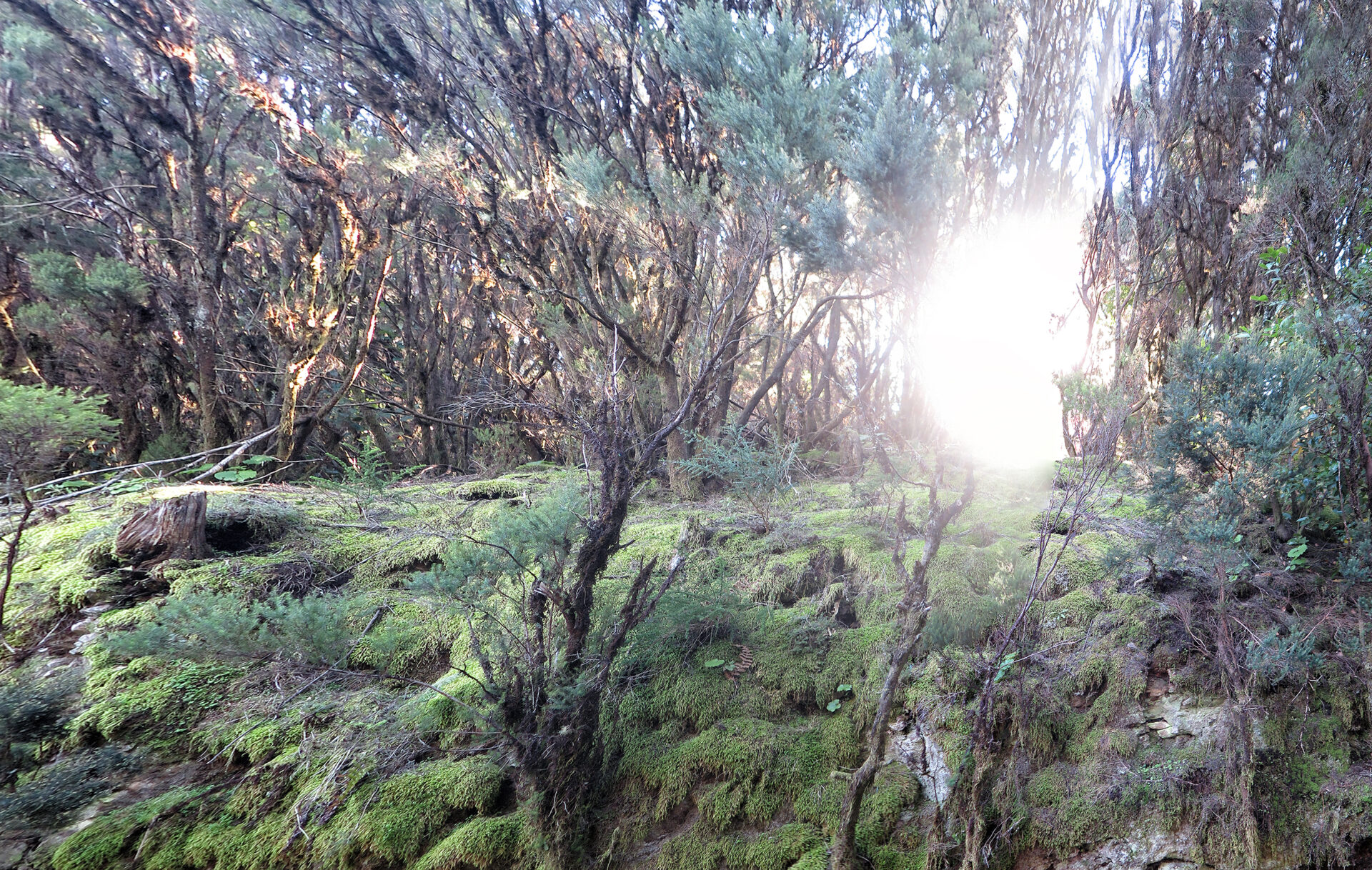La Gomera